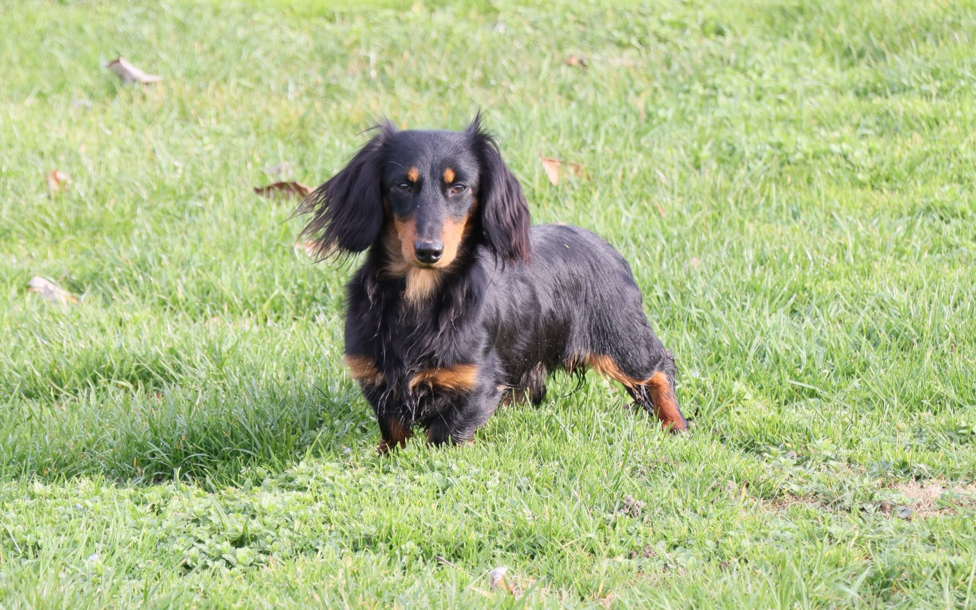 White spinell Philip