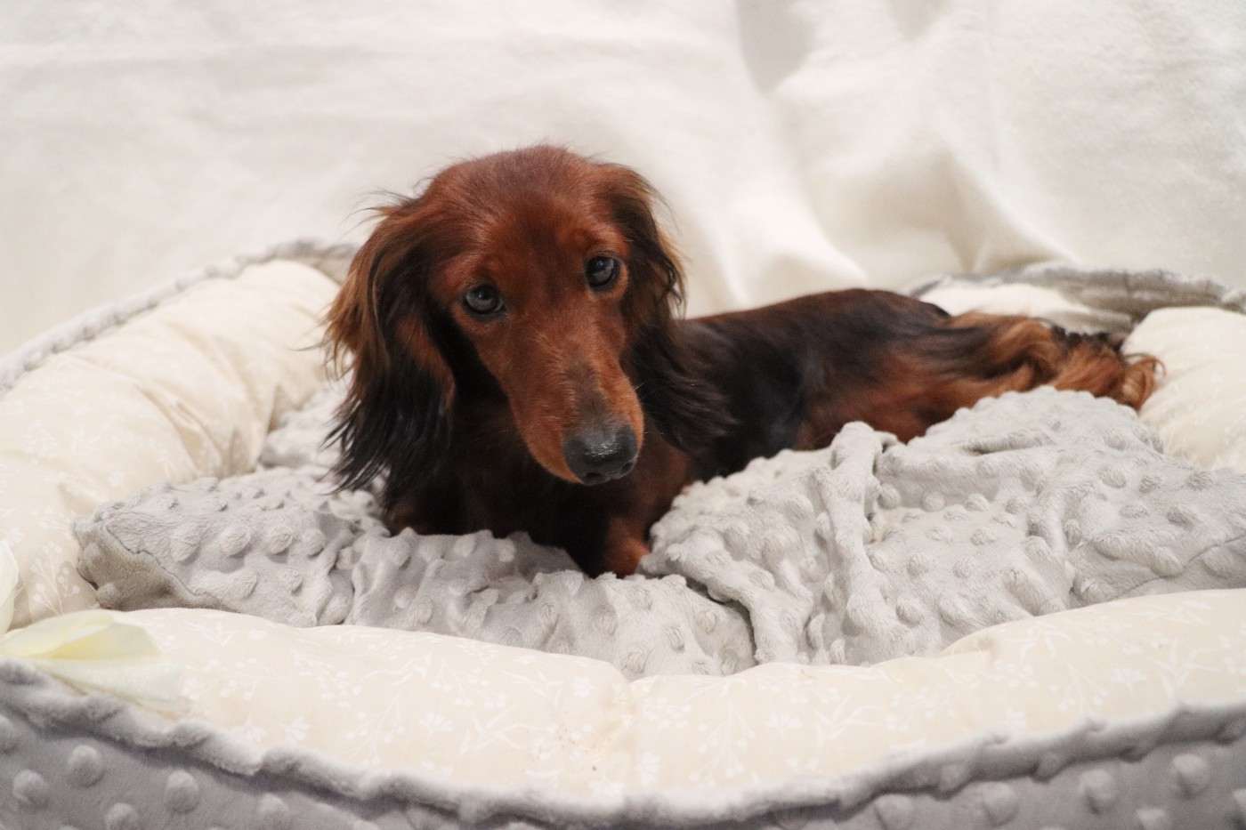 Valentine Du grand baronnet