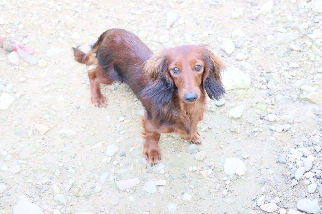 Valentine Du grand baronnet