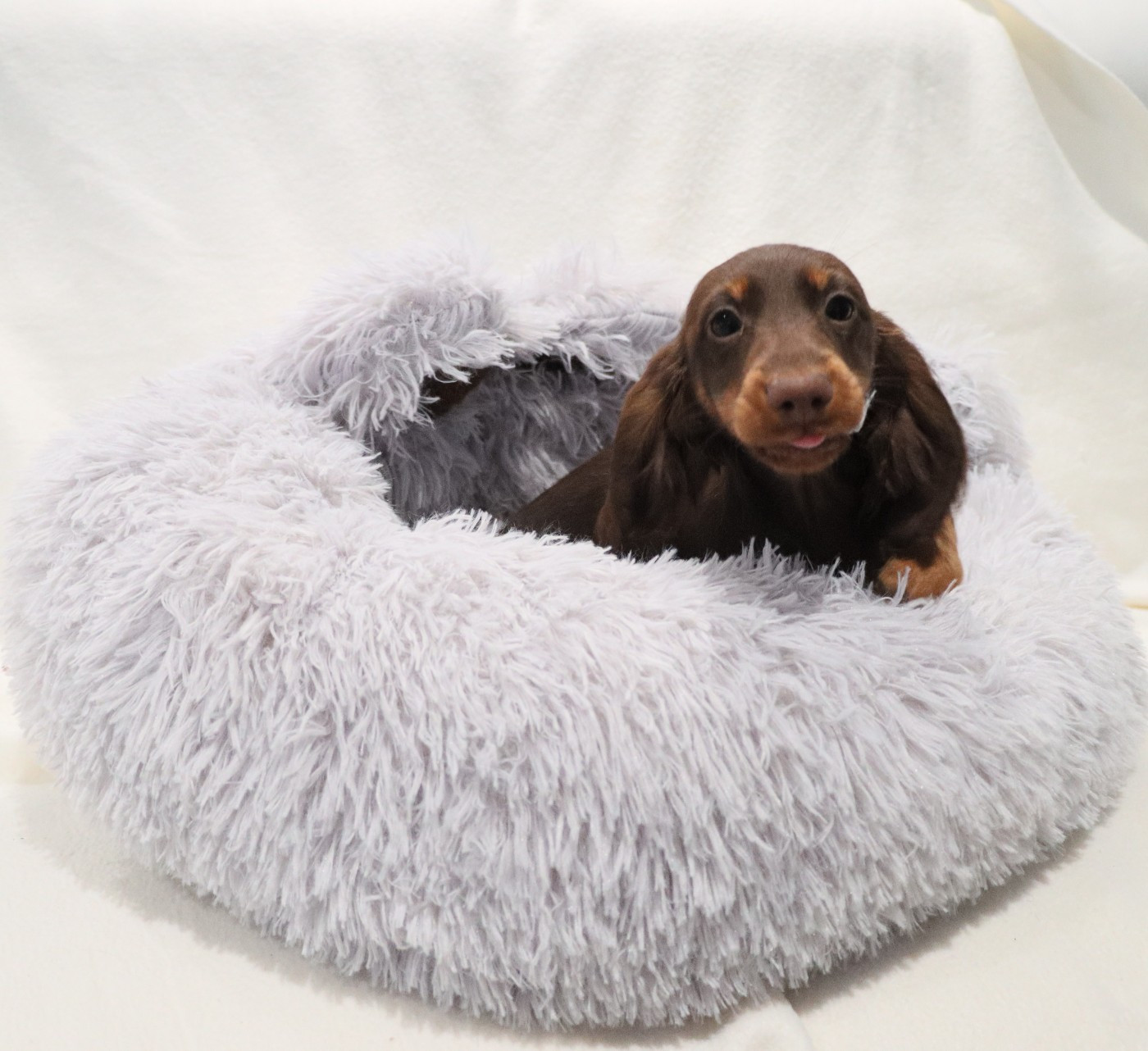 Anisette Des Anges De L'apocalypse