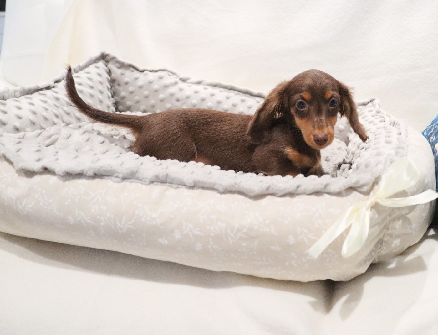 ANOUK les anges de l'amapola