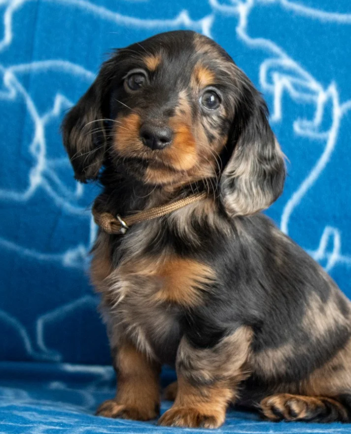 ARLEQUINE Des Anges De L'apocalypse