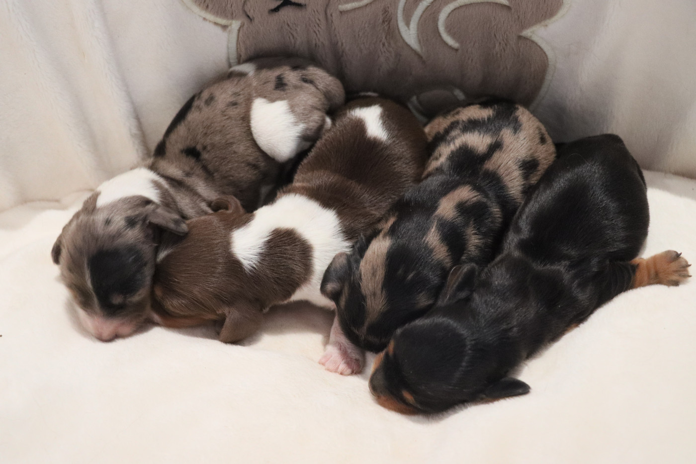 Chiot Teckel poil long De La Petite Equinoxe