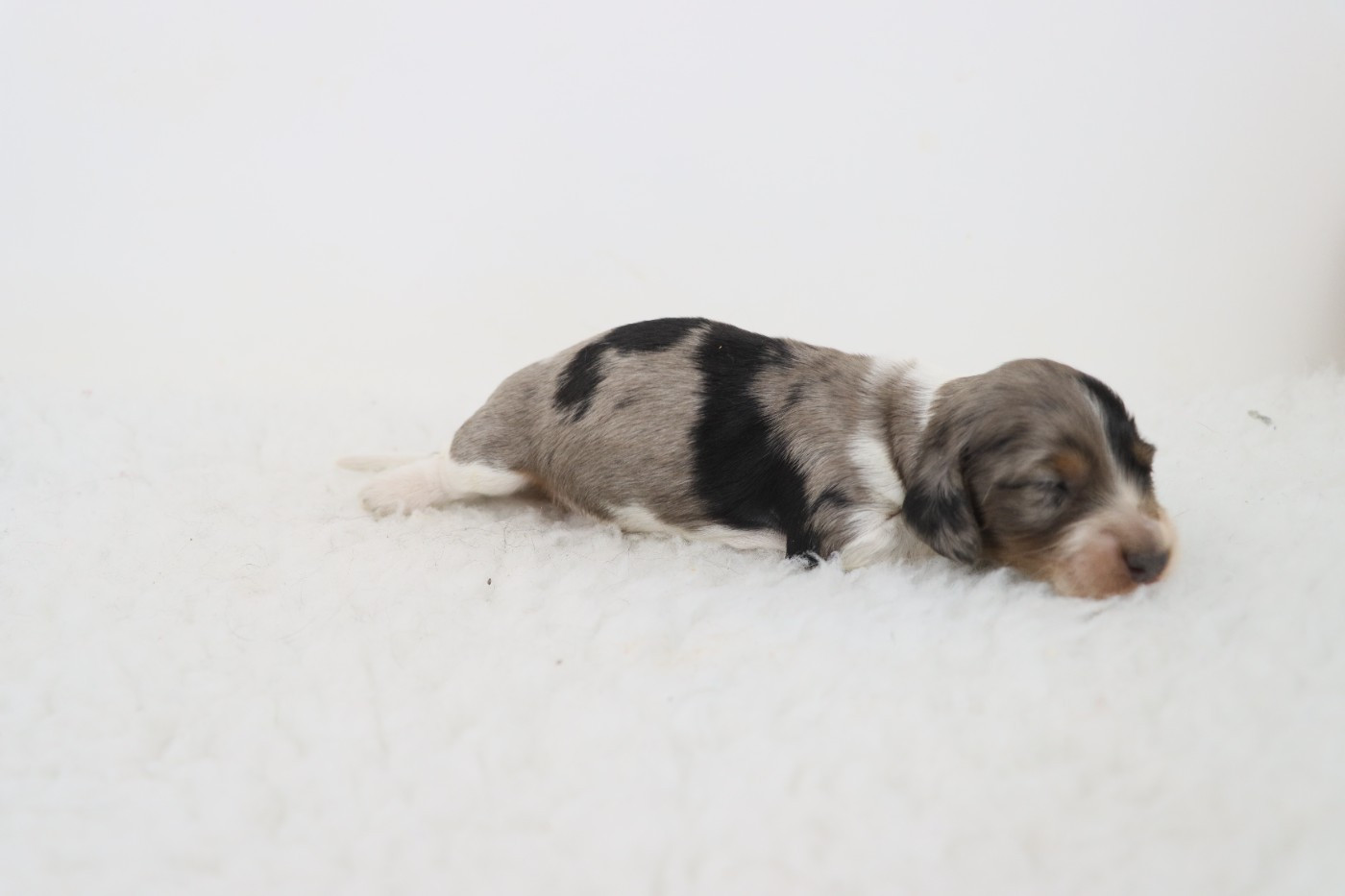 De La Petite Equinoxe - Chiots disponibles - Teckel poil long