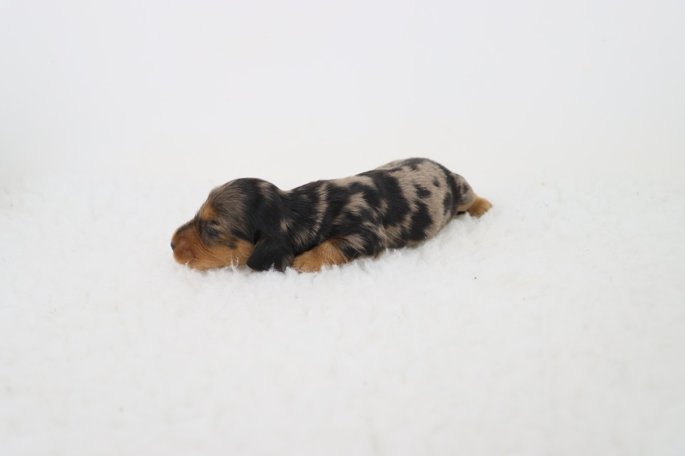 De La Petite Equinoxe - Chiots disponibles - Teckel poil long