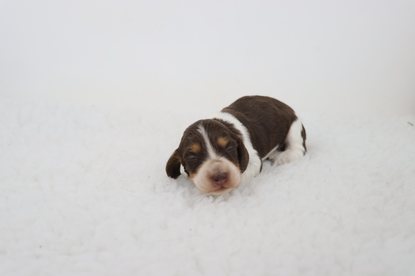 De La Petite Equinoxe - Chiots disponibles - Teckel poil long