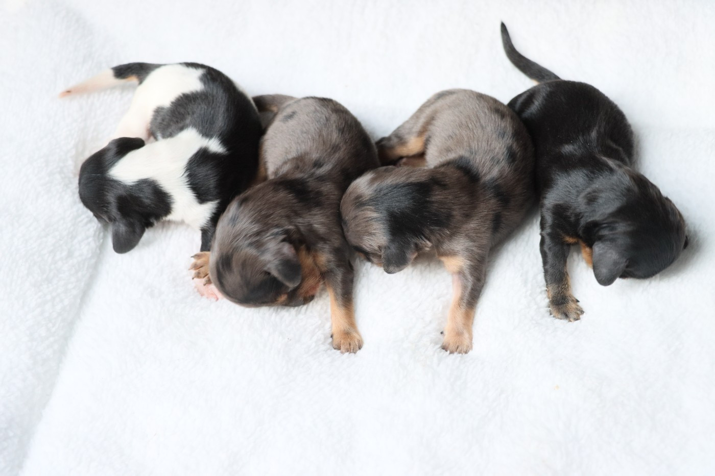 De La Petite Equinoxe - Chiots disponibles - Teckel poil long