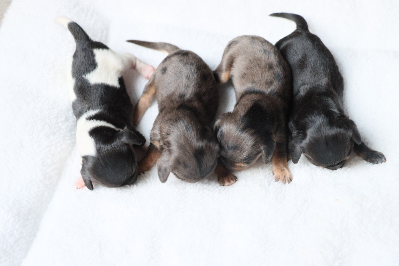 De La Petite Equinoxe - Chiots disponibles - Teckel poil long