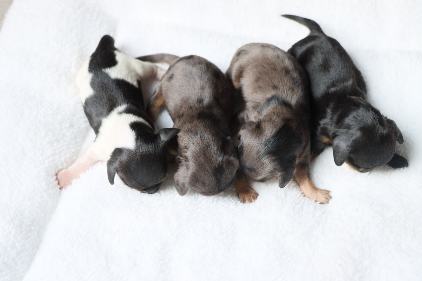 De La Petite Equinoxe - Chiots disponibles - Teckel poil long
