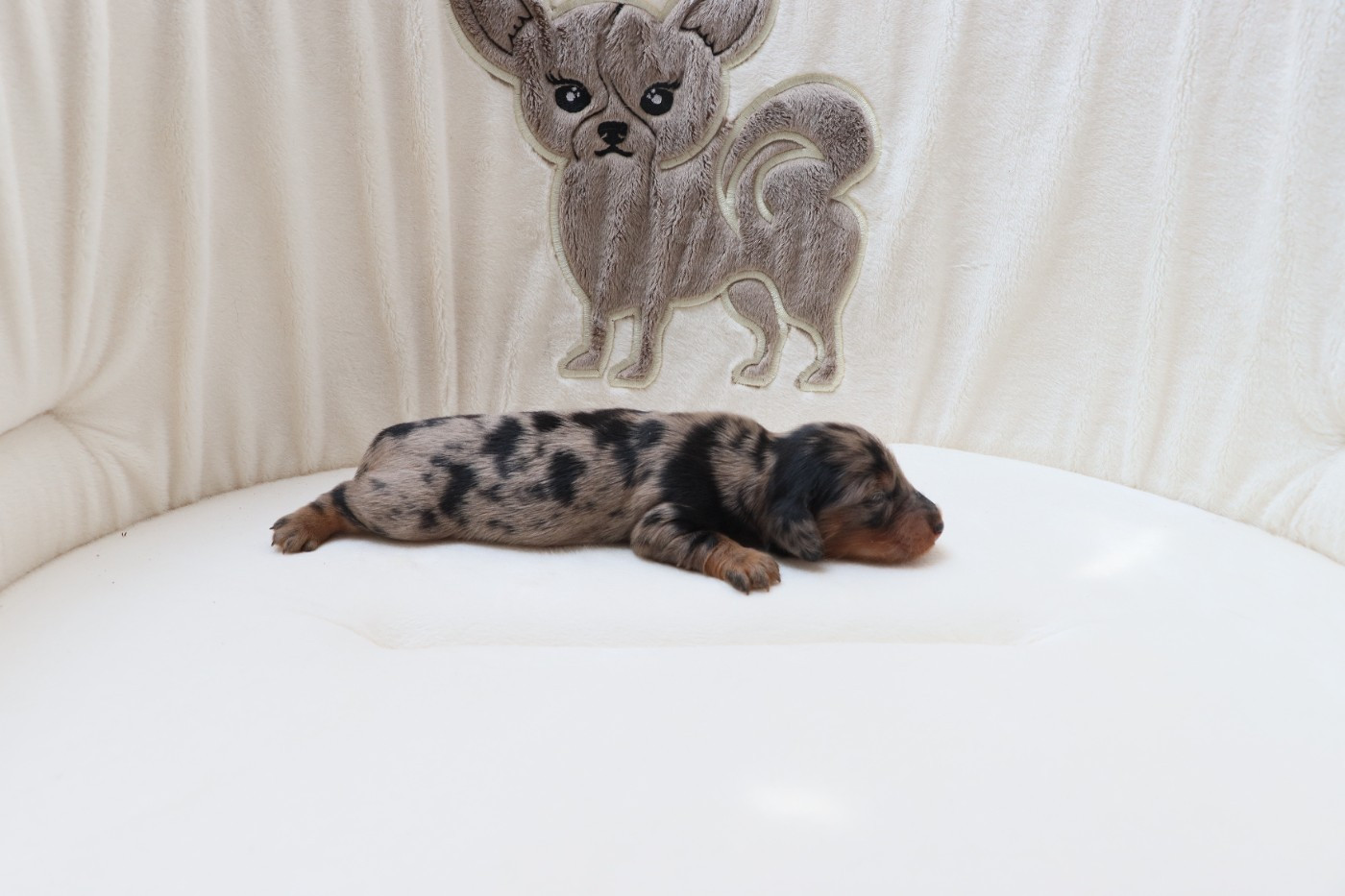 De La Petite Equinoxe - Chiots disponibles - Teckel poil long