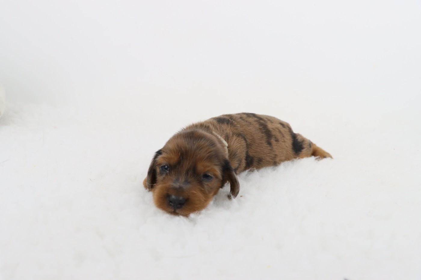 De La Petite Equinoxe - Chiots disponibles - Teckel poil long