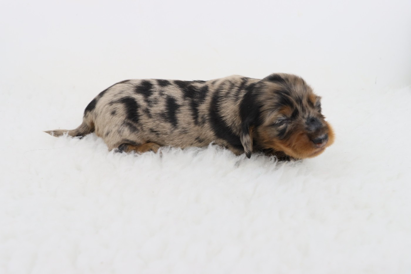 De La Petite Equinoxe - Chiots disponibles - Teckel poil long