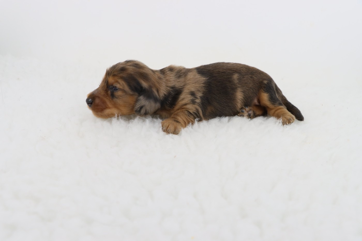 De La Petite Equinoxe - Chiots disponibles - Teckel poil long
