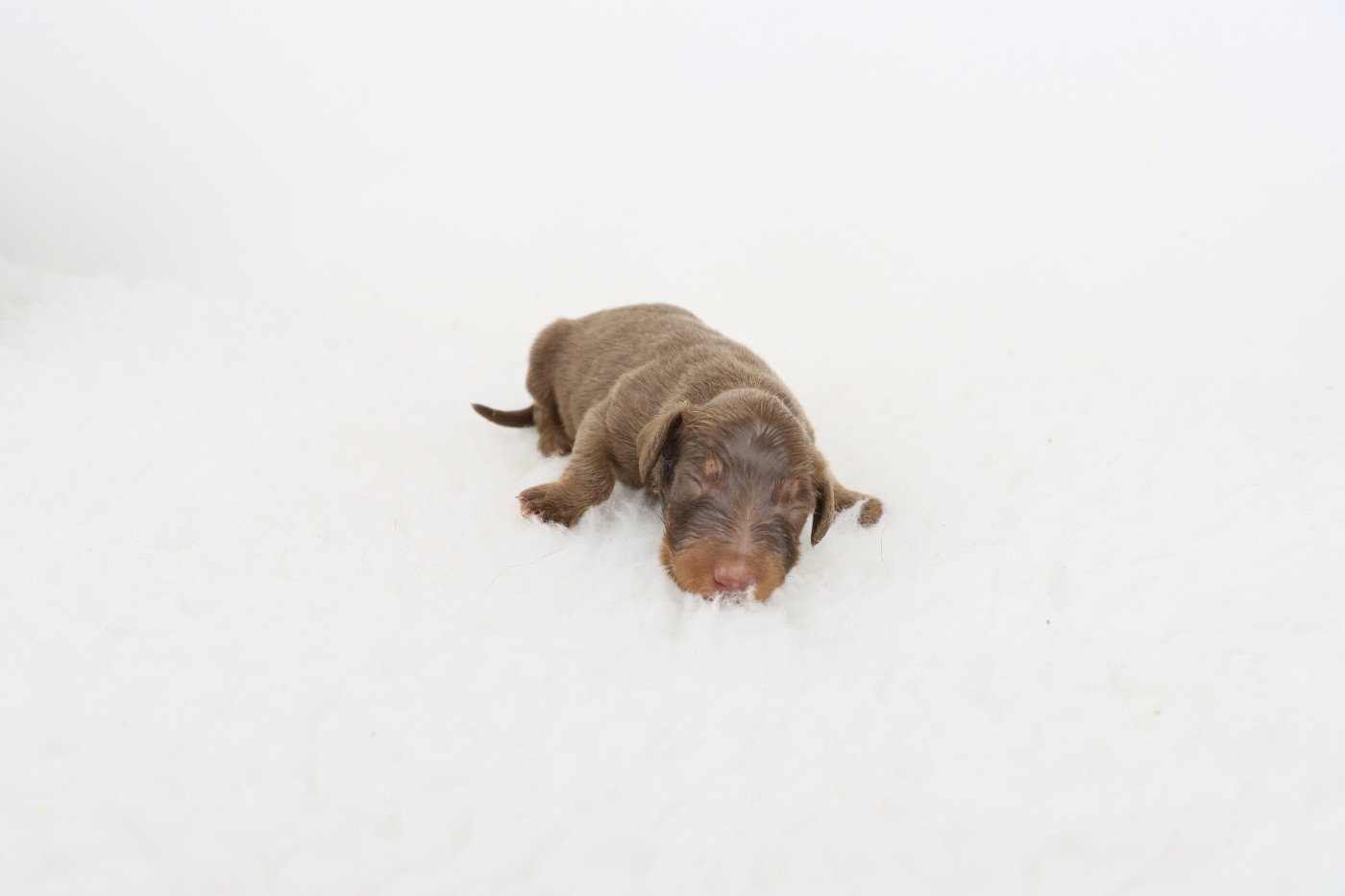 De La Petite Equinoxe - Chiots disponibles - Teckel poil long