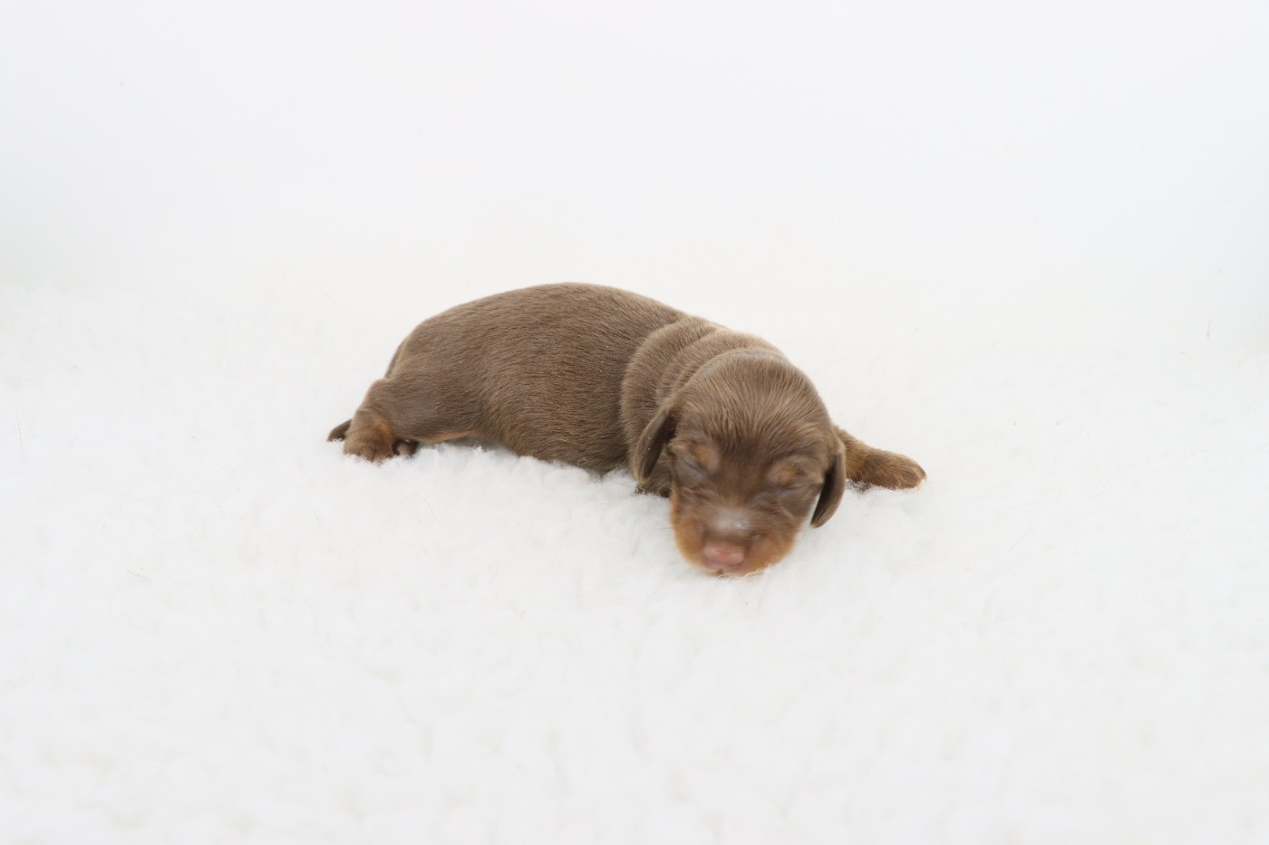 De La Petite Equinoxe - Chiots disponibles - Teckel poil long