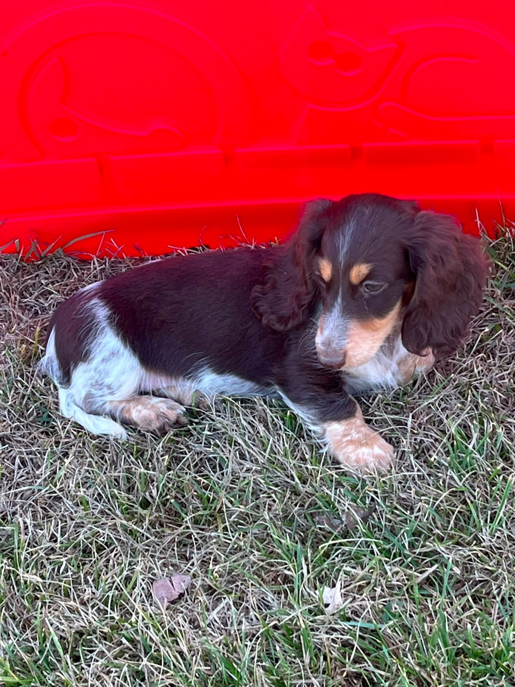 De La Petite Equinoxe - Chiots disponibles - Teckel poil long