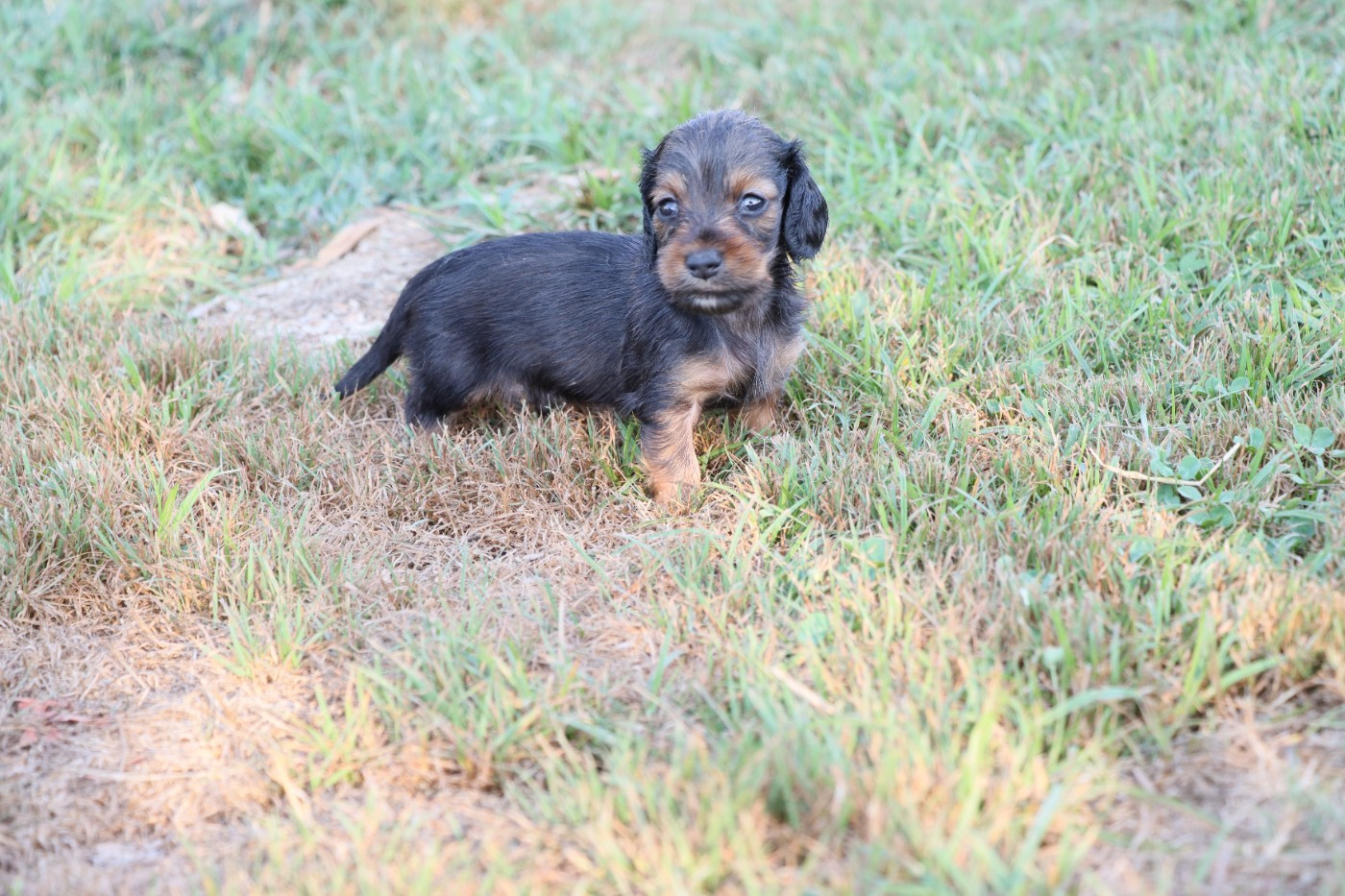 De La Petite Equinoxe - Chiots disponibles - Teckel poil long
