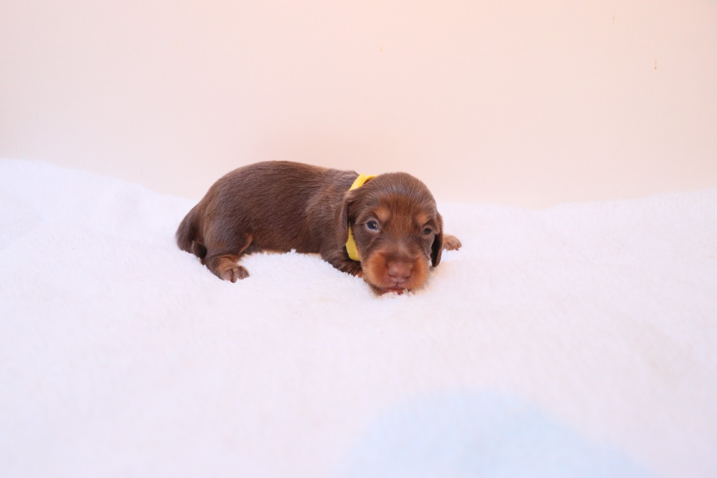 De La Petite Equinoxe - Chiots disponibles - Teckel poil long