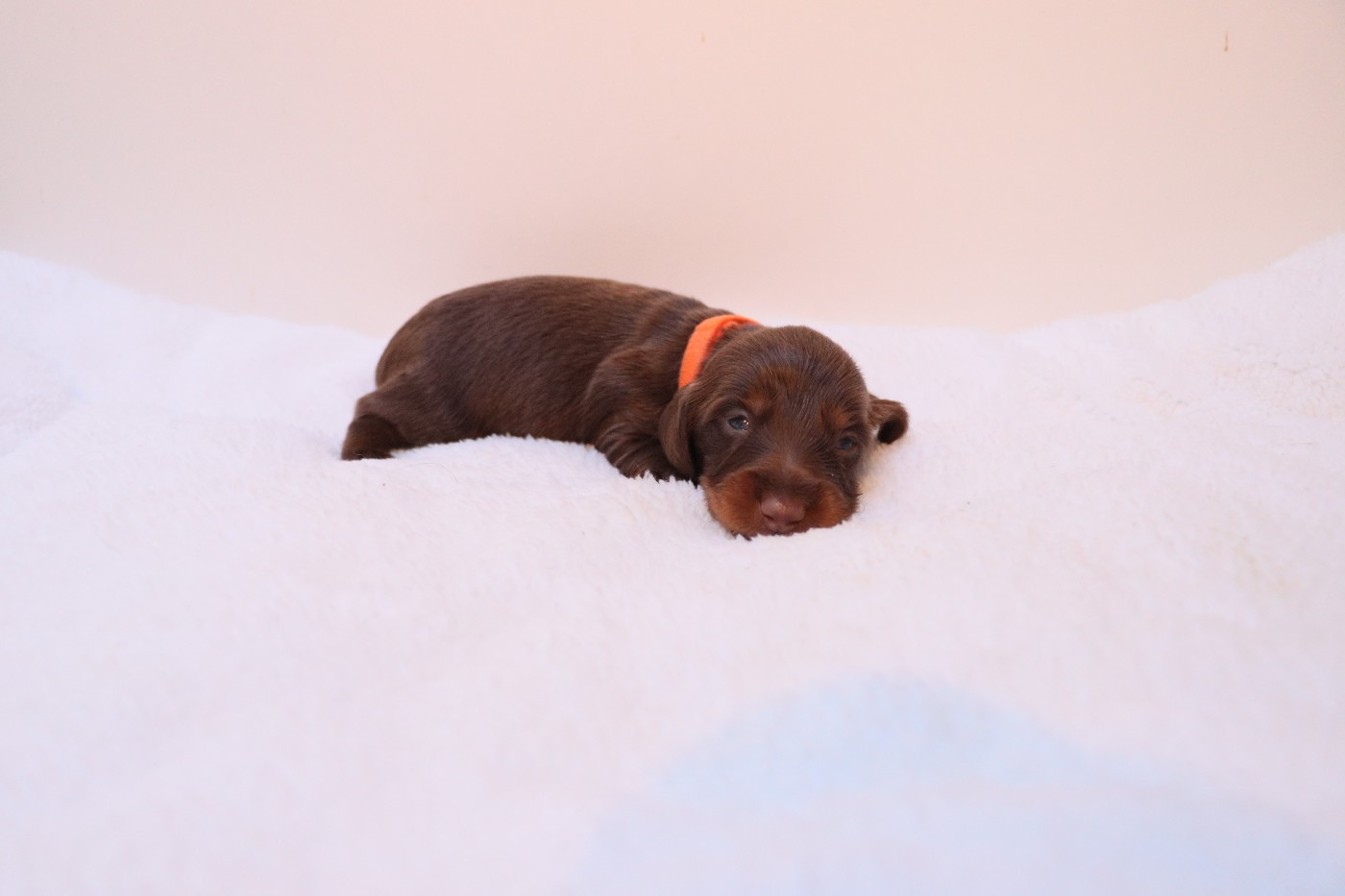De La Petite Equinoxe - Chiots disponibles - Teckel poil long