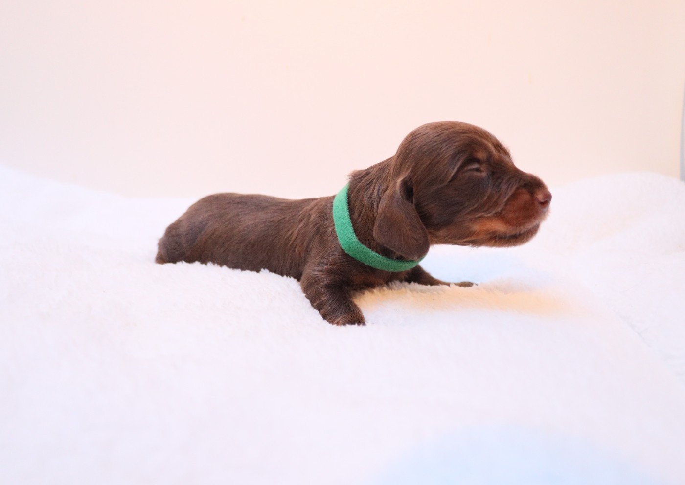 De La Petite Equinoxe - Chiots disponibles - Teckel poil long