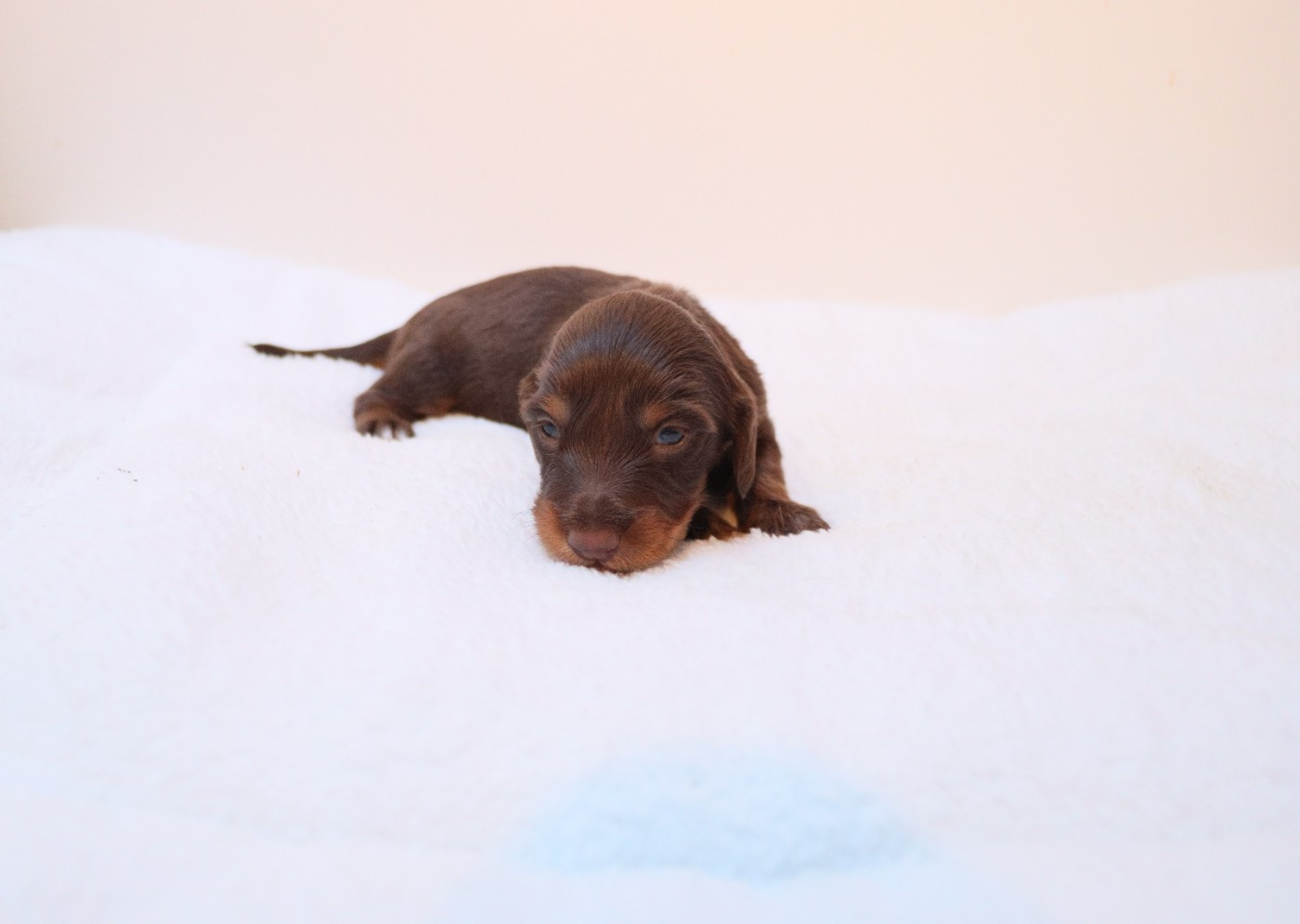 De La Petite Equinoxe - Chiots disponibles - Teckel poil long