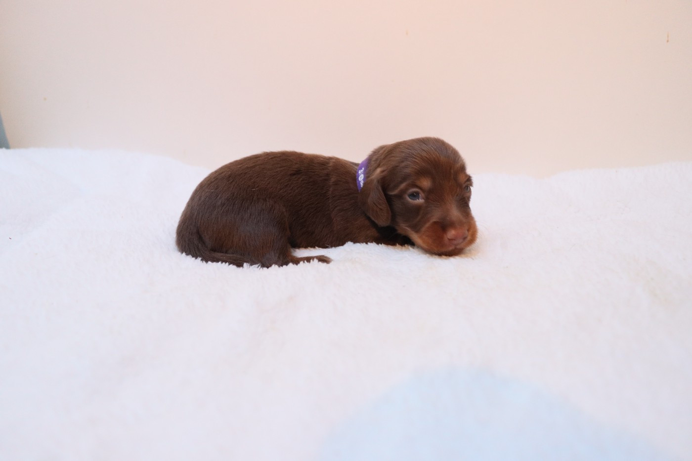 De La Petite Equinoxe - Chiots disponibles - Teckel poil long