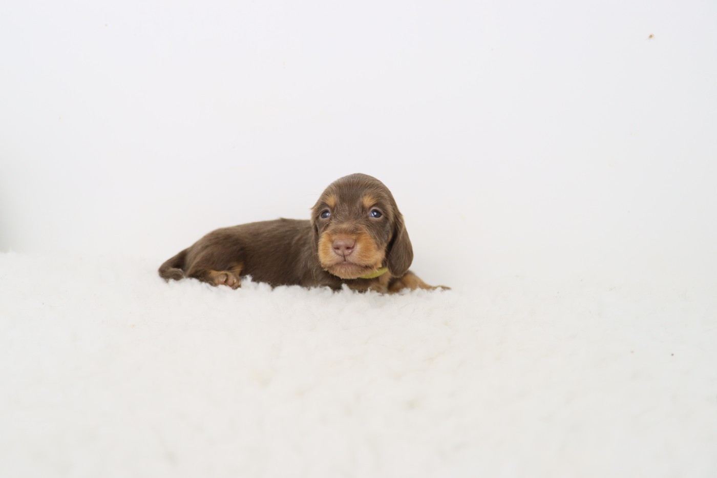 De La Petite Equinoxe - Chiots disponibles - Teckel poil long