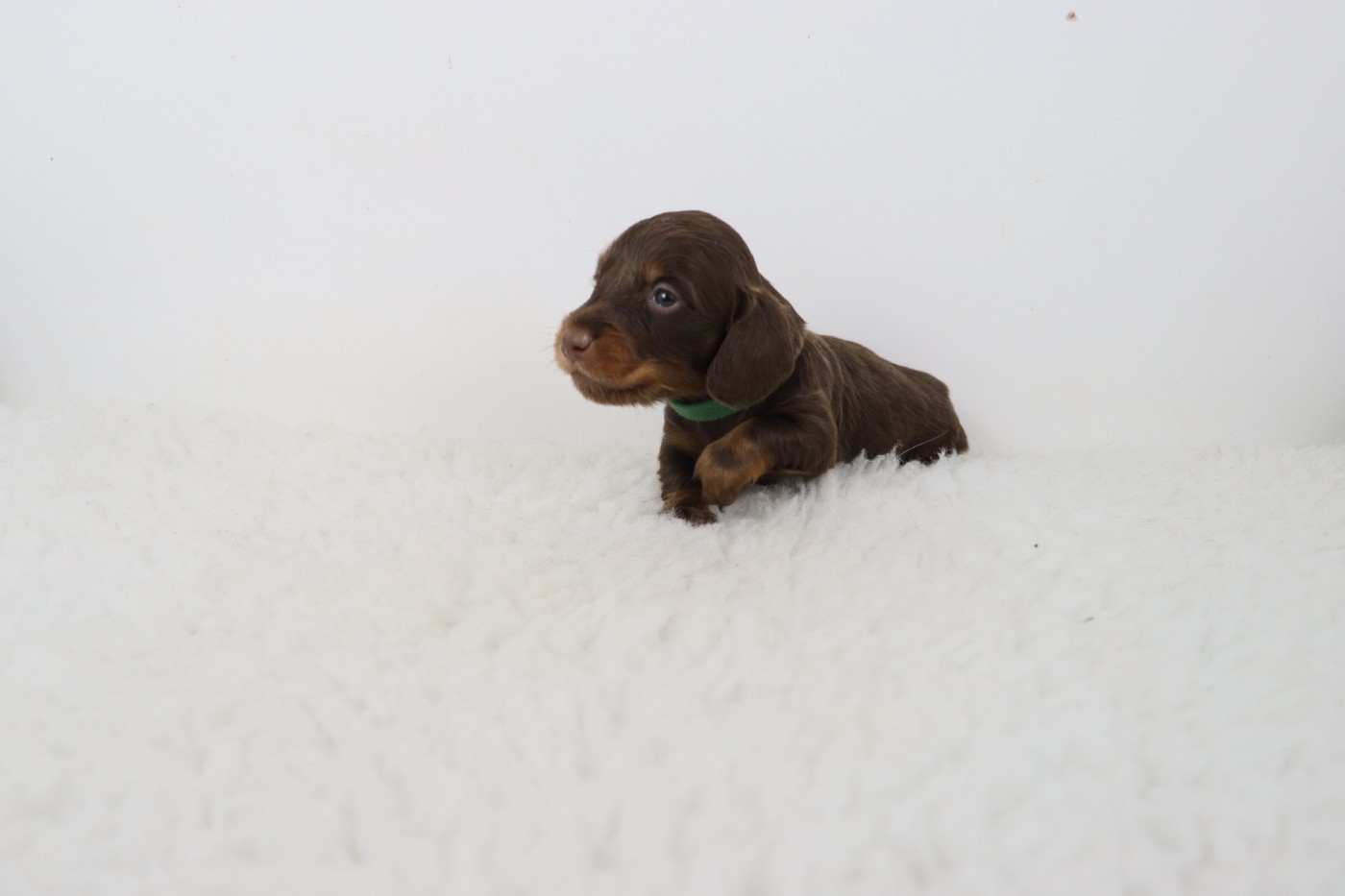De La Petite Equinoxe - Chiots disponibles - Teckel poil long