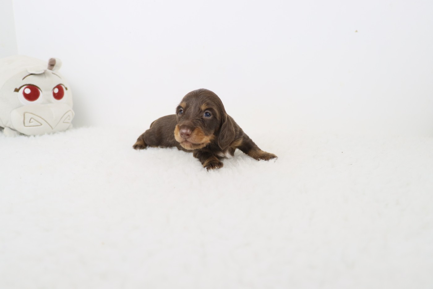 De La Petite Equinoxe - Chiots disponibles - Teckel poil long