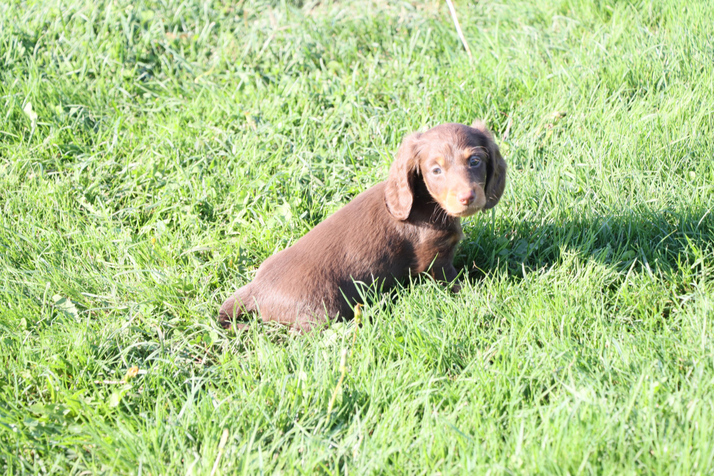 De La Petite Equinoxe - Chiots disponibles - Teckel poil long