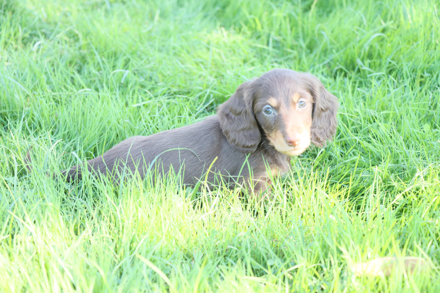 De La Petite Equinoxe - Chiots disponibles - Teckel poil long