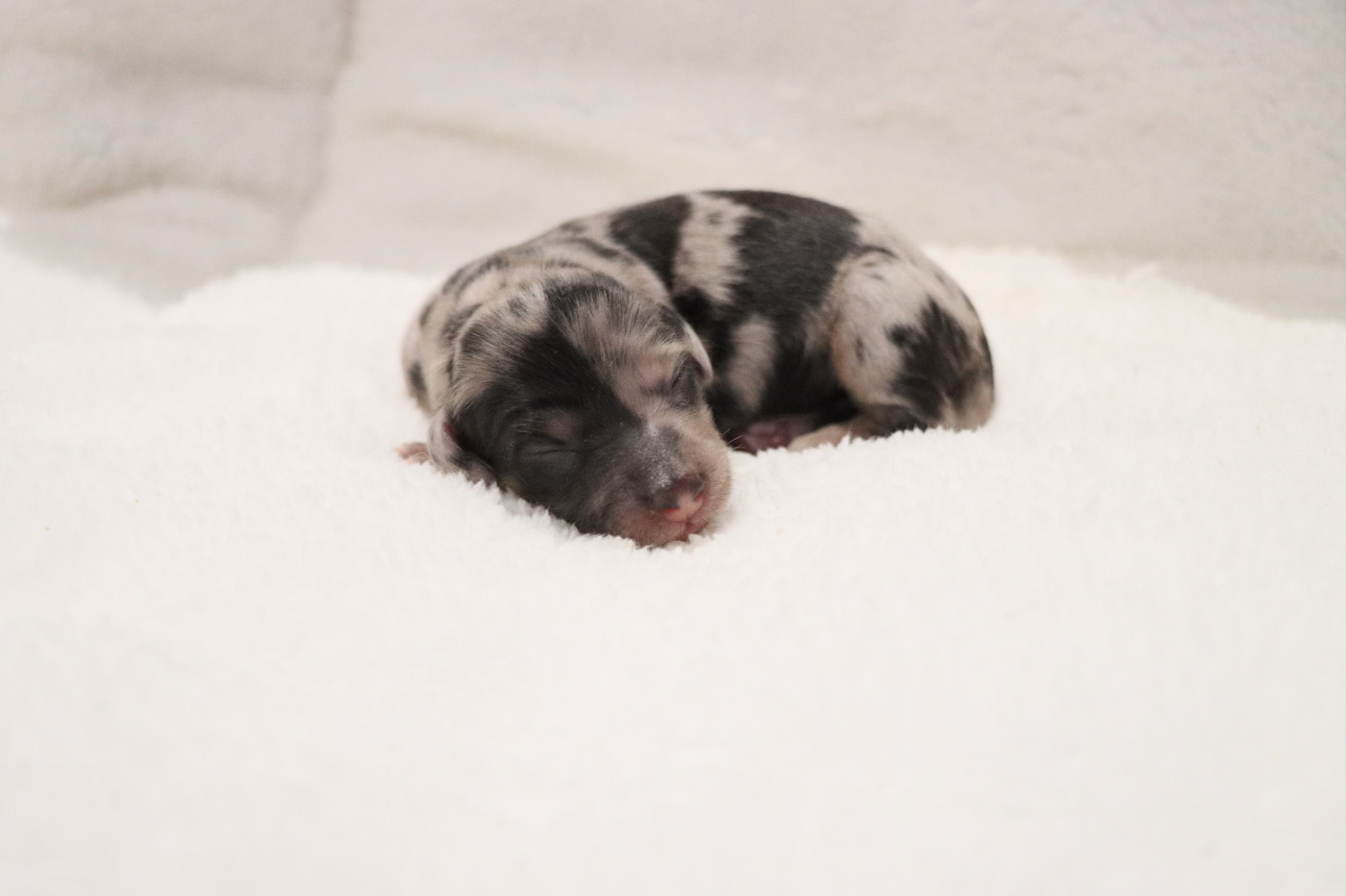 De La Petite Equinoxe - Chiots disponibles - Teckel poil long