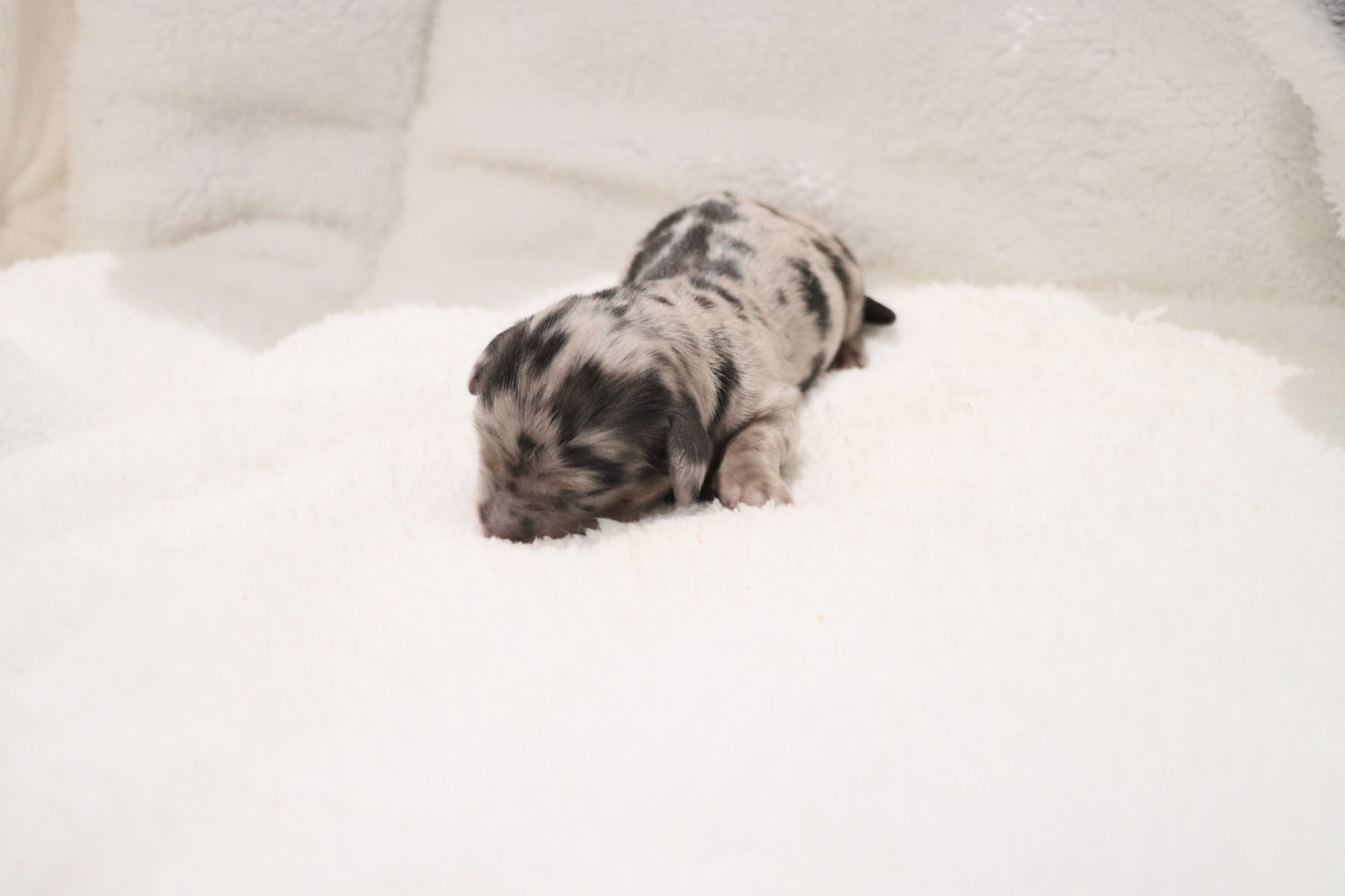 De La Petite Equinoxe - Chiots disponibles - Teckel poil long