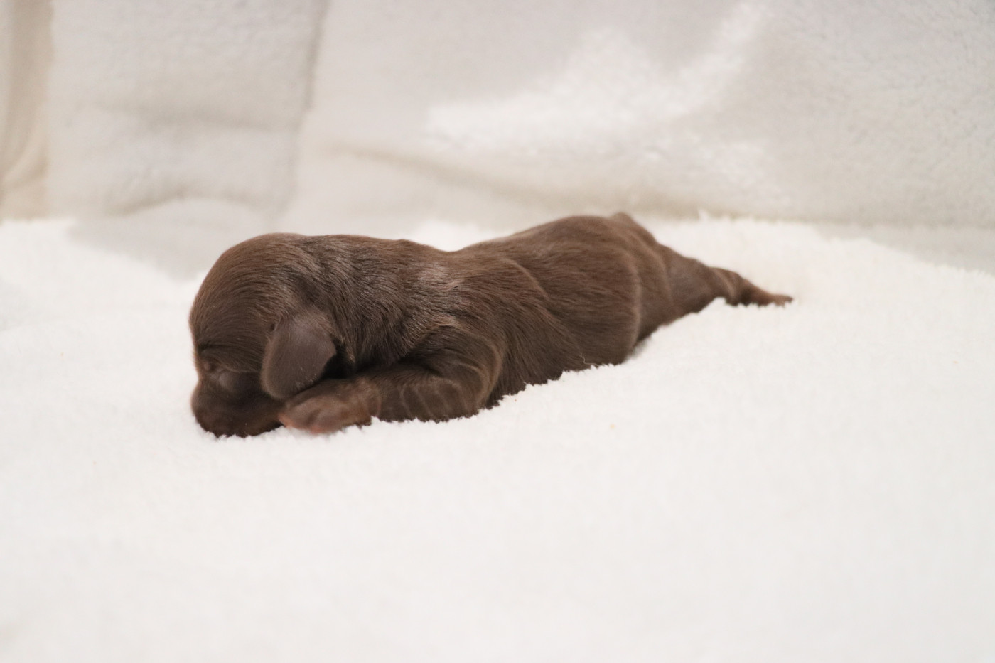 De La Petite Equinoxe - Chiots disponibles - Teckel poil long