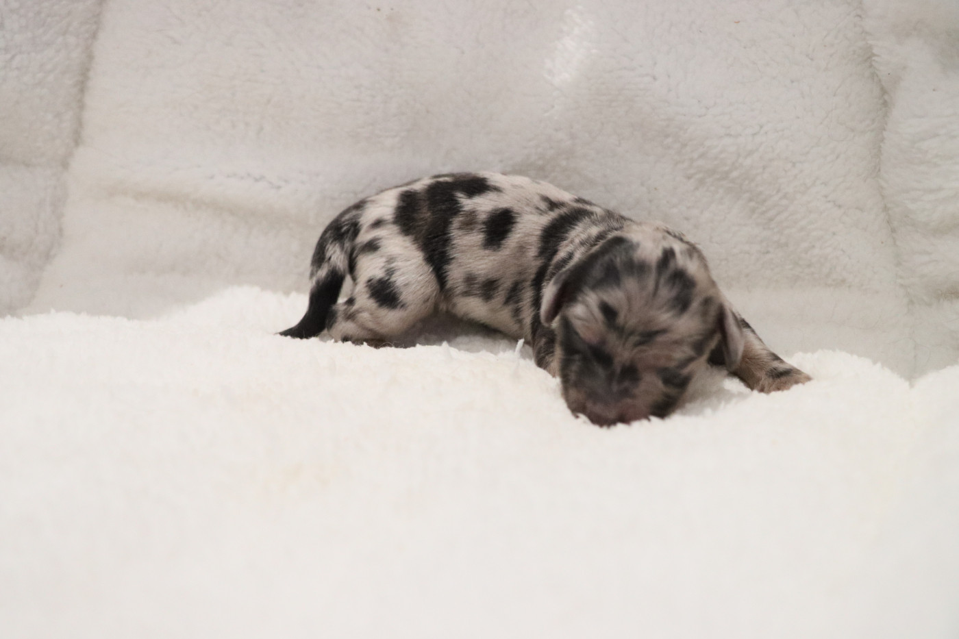 De La Petite Equinoxe - Chiots disponibles - Teckel poil long