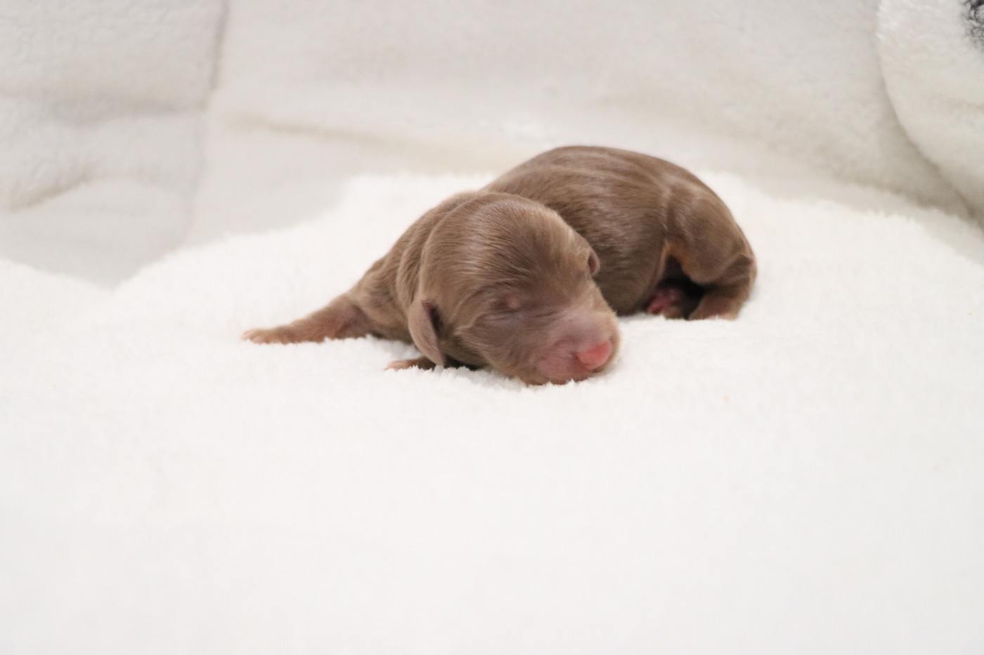 De La Petite Equinoxe - Chiots disponibles - Teckel poil long