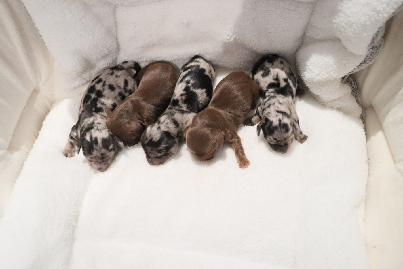 Chiot Teckel poil long De La Petite Equinoxe