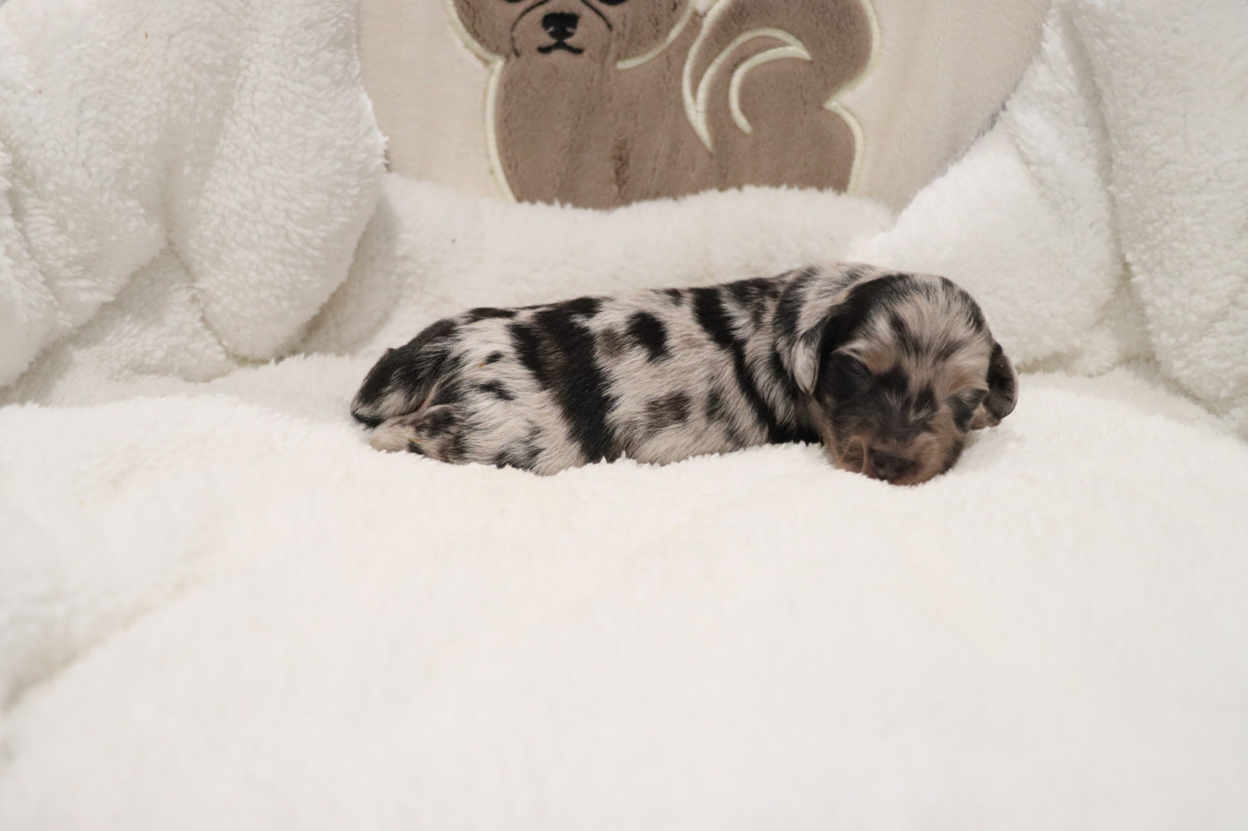 De La Petite Equinoxe - Chiots disponibles - Teckel poil long
