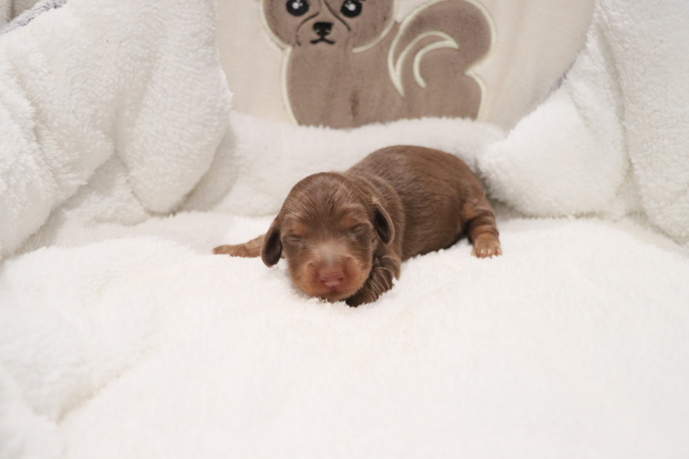 De La Petite Equinoxe - Chiots disponibles - Teckel poil long